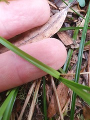 Carex minor