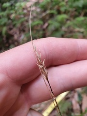 Carex minor