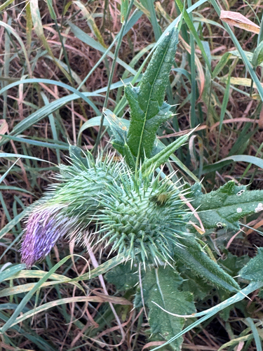 Bull Thistle