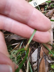 Carex minor