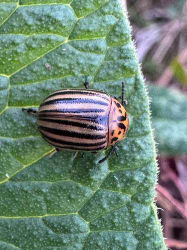 Colorado Potato Beetle