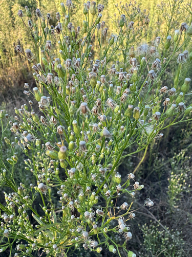 horseweed