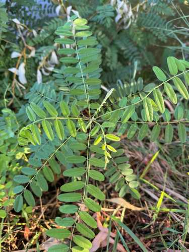 false indigo bush
