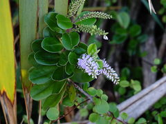 Veronica obtusata