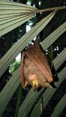 Rhinolophus trifoliatus