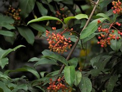 Viburnum arboricolum