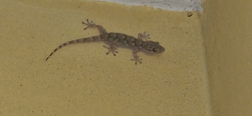 Moorish Gecko