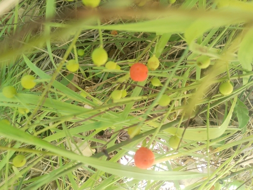 Poet's Cassia