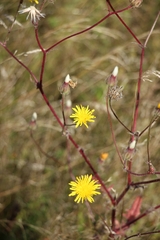 Crepis foetida, photograph (c) Petro Miroshnyk, some rights reserved (CC BY)