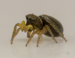 Heliophanus tribulosus