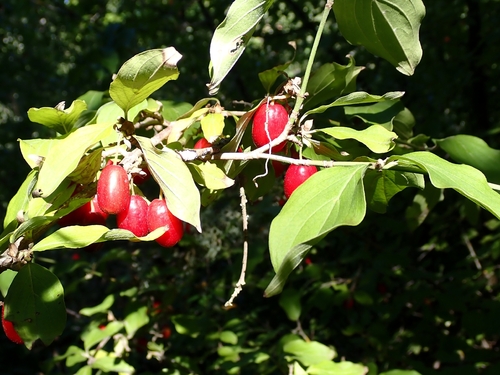 Cornelian cherry
