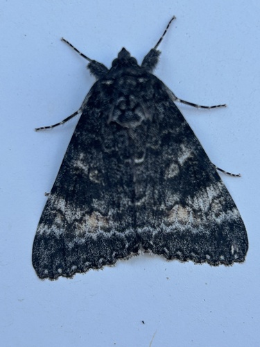 Briseis Underwing Moth