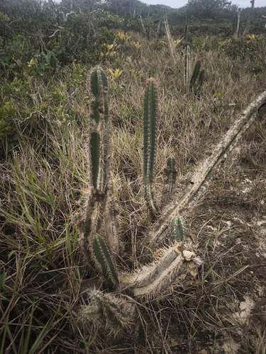 Pilosocereus arrabidae, photograph 2