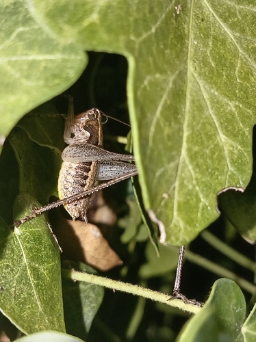 Mediterranean Bush-cricket