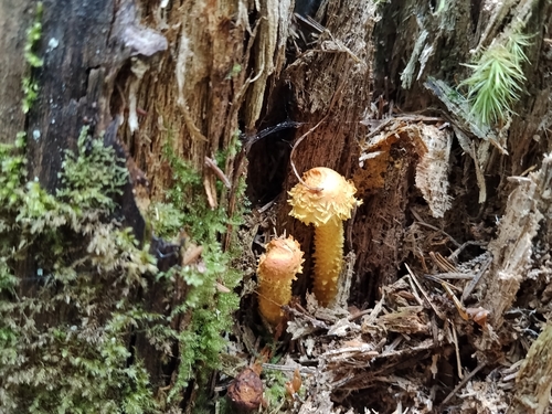 flaming scalycap