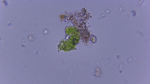 iNaturalist observation photo of green algae