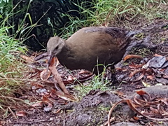 Gallirallus sylvestris