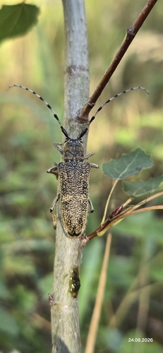 poplar borer