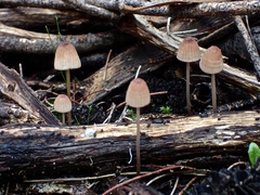 Mycena kuurkacea