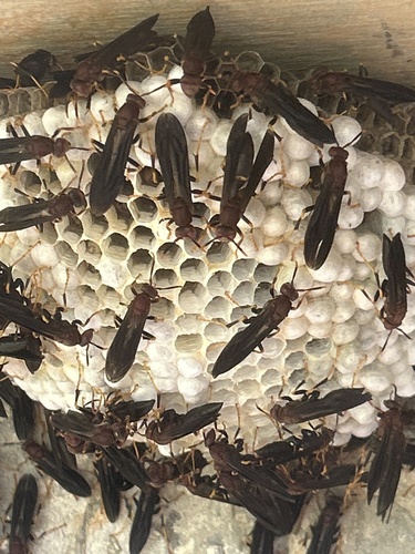 Ringed Paper Wasp