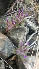 Collomia diversifolia