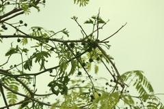Enterolobium contortisiliquum, photograph (c) Wallace Carneiro Almeida, some rights reserved (CC BY-SA)