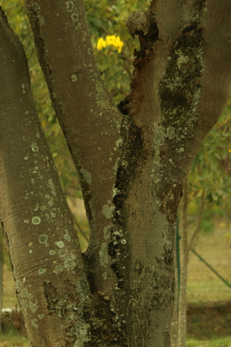 Enterolobium contortisiliquum, photograph 3