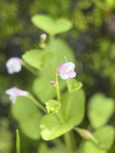 Craterostigma nummulariifolium observed 2026-08-16
