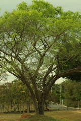 (c) Wallace Carneiro Almeida, some rights reserved (CC BY-SA) Enterolobium contortisiliquum, photograph (c) Wallace Carneiro Almeida, some rights reserved (CC BY-SA)