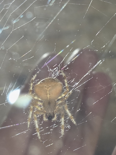 Cat-faced Orbweaver