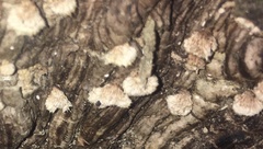 Chaetocalathus cocciformis