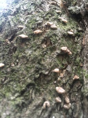 Chaetocalathus cocciformis