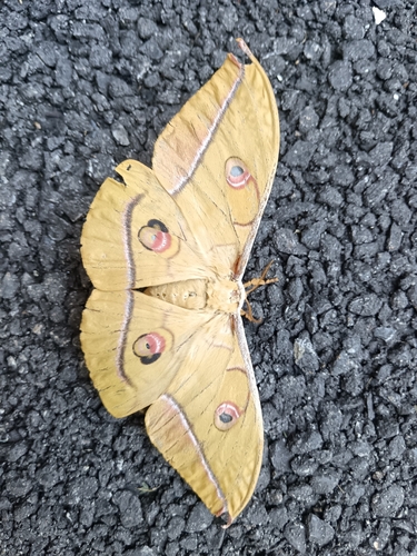 Japanese Silk Moth
