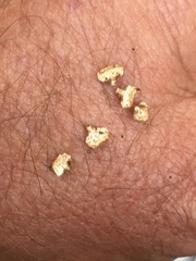 Chaetocalathus cocciformis