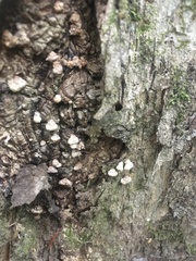 Chaetocalathus cocciformis