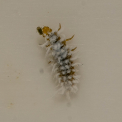 Scymninae