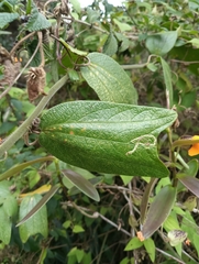 Passiflora bogotensis