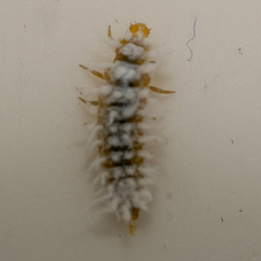 Scymninae