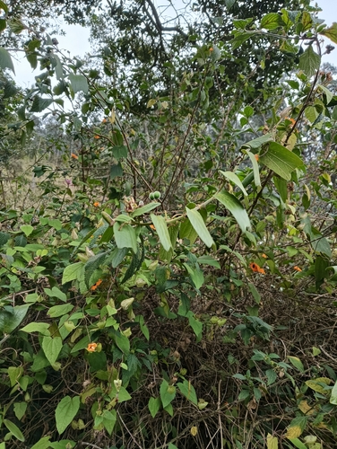 Passiflora bogotensis, photograph 2