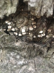 Chaetocalathus cocciformis