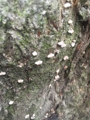 Chaetocalathus cocciformis