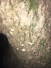 Chaetocalathus cocciformis