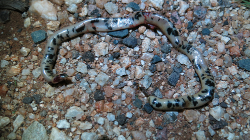 Zambezi Blind Snake, Afrotyphlops dinga