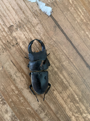 Dorcus hopei hopei