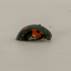 Exochomus quadripustulatus
