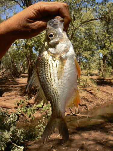Giant glassfish (Parambassis gulliveri) — Ambassidae