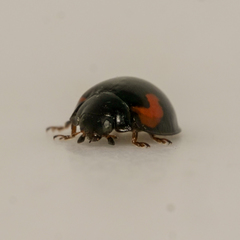 Exochomus quadripustulatus