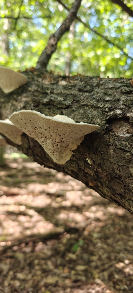 Lumpy Bracket · August 2026 · photo: Photo: (c) Mark Jones, some rights reserved (CC BY) · iNaturalist