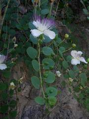 Capparis