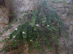 Capparis
